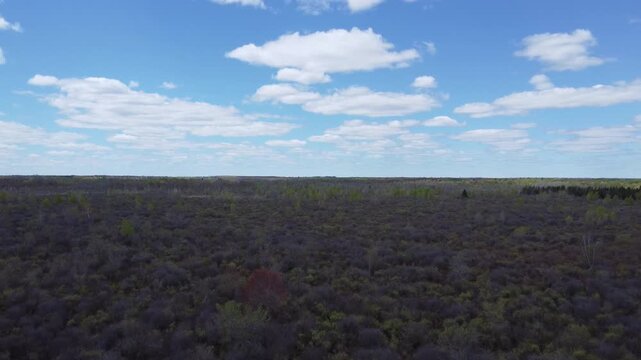 Aerial wide shot of a vast forest canopy under a bright blue sky with white fluffy clouds, cinematic horizon view of endless woodland in spring, drone flight over dense deciduous forest