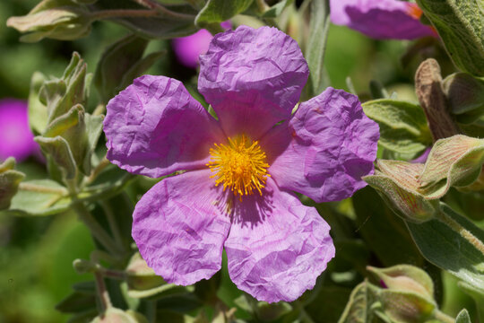 Gros plan sur une fleur de ciste rose