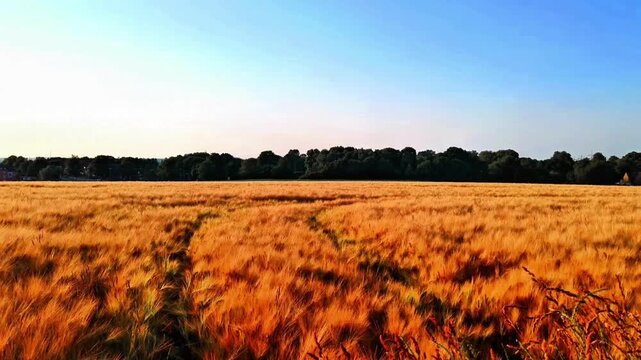 Wide view of golden grain field glowing in warm sunset light with peaceful rural countryside atmosphere. Cinematic agricultural summer landscape with ripening cereal crops, soft evening colors and rel