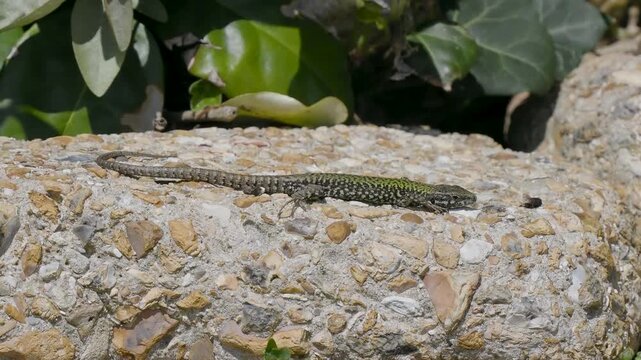 A Wall Lizard at Shoreham
