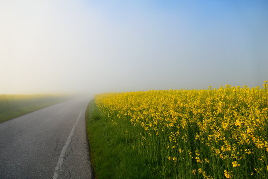 aufsteigende Morgensonne &uuml;be den Rapsfeldern der Buckligen Welt 