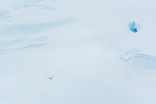 Telephoto of a flying Artic Tern - terna paradisaea- passing in front of a giant glacier front near Graham passage, close to Charlotte bay, on the Antarctic peninsula.