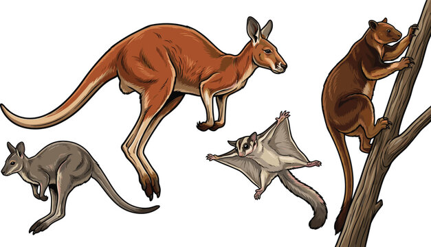 Australian Wildlife Set with Kangaroo, Wallaby, Sugar Glider, and Tree Kangaroo in Realistic Style for Nature Designs