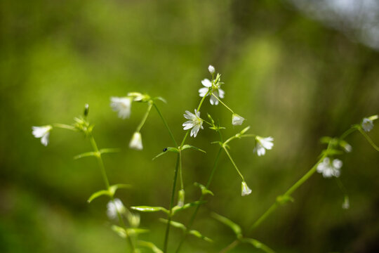 beautiful white flowers in the garden