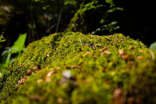 Moss and plants on a rock