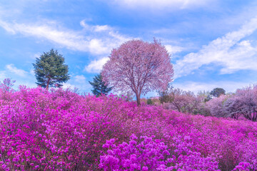 Naklejka premium Beautiful spring landscape in Seoul, South Korea, with a blooming pink tree standing out on a hillside covered in vibrant azalea flowers under a bright blue sky.
