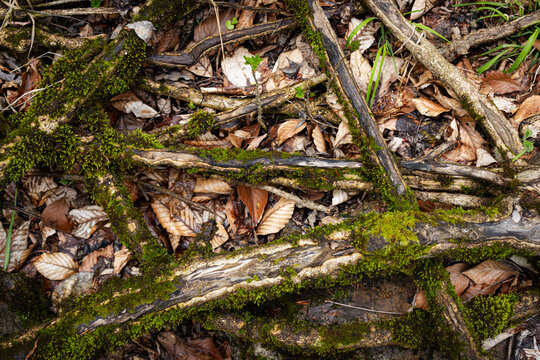 moss grows on exposed tree roots in the forest