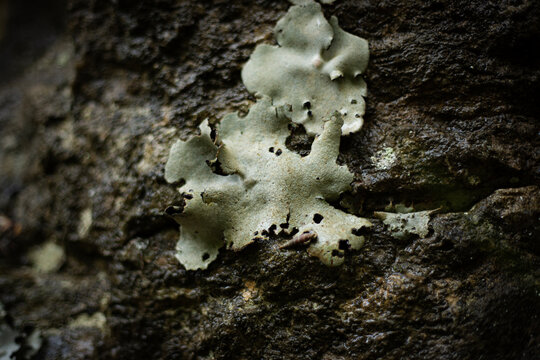 A close-up of a mushroom growing on a rock