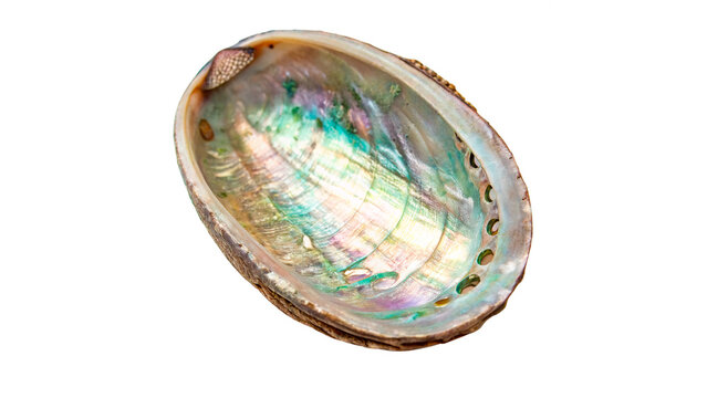 An elegant natural oval abalone shell showing bright colorful iridescent mother of pearl texture isolated on transparent background cut out