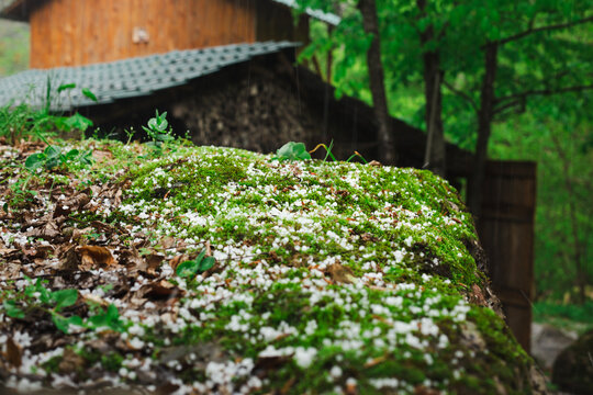 Hail on green moss on a stone