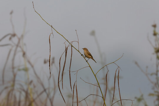Common Chiffchaff (Phylloscopus collybita) at Baruipur, West Bengal, India
