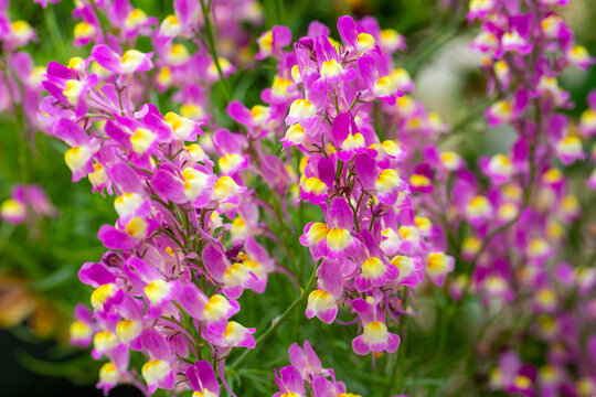 Vibrant Pink and Yellow Moroccan Toadflax (Linaria maroccana) Wildflowers in Bloom