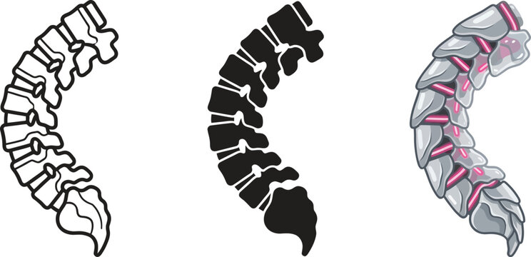 Anatomical human spine illustrations presented in outline silhouette and detailed views perfect for healthcare chiropractic and educational 