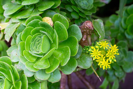 Blooming Aeonium Canariense Succulent with Vibrant Yellow Star Shaped Flowers