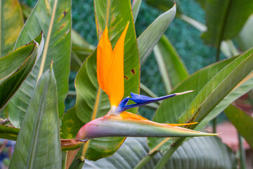 Naklejka premium Exotic Bird of Paradise Flower (Strelitzia reginae) Blooming in a Tropical Garden