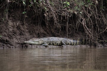 Obraz premium crocodile blending into muddy riverbank camo