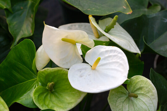 Elegant White Anthurium Flowers with Yellow Spadix and Lush Green Leaves