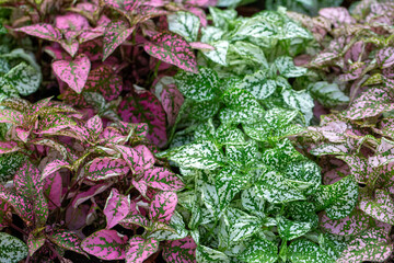 Vibrant Pink and White Polka Dot Plants (Hypoestes phyllostachya) with Spotted Leaves © Esin Deniz