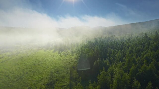 Morning mist above forest and grassland
