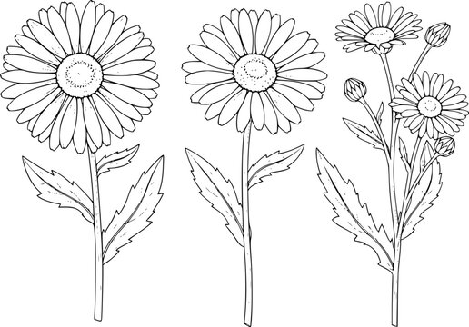 Black and white line daisy flowers and buds transparent background, floral nature