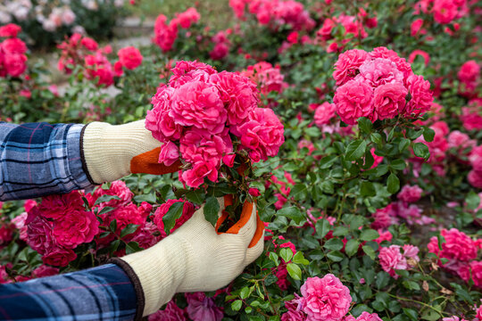 Woman in gardening gloves deadheading beautiful pink floribunda roses with secateurs on a sunny day