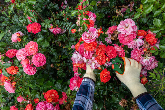 Close up of gardener hands with bright red and pink roses, floral gardening care and summer bloom