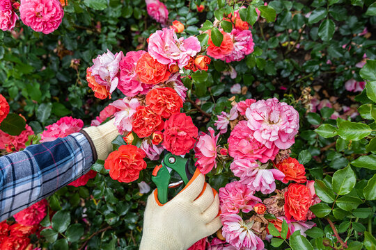 Close up of gardener hands touching pink and orange roses in garden, floral beauty and care concept