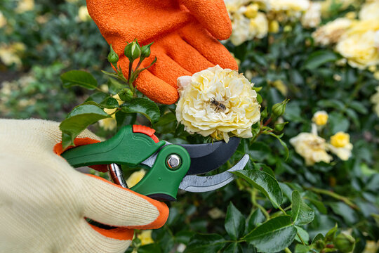 Gardener pruning beautiful yellow roses with green secateurs in garden, floral maintenance concept