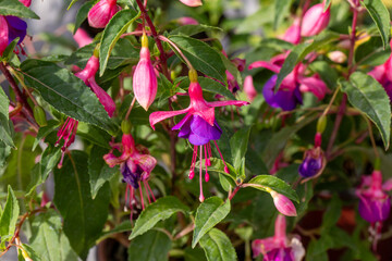 Obraz premium Macro of Purple and Pink Fuchsia Flowers with Buds Blooming in Sunlight