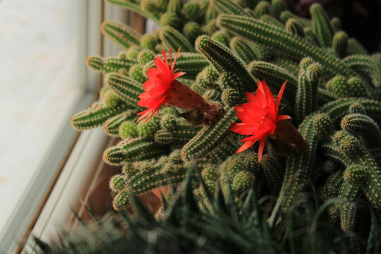 Echinopsis chamaecereus