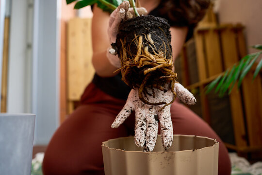 Hands in dirty gloves holding a root bound Zamioculcas before repotting.
