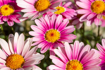 Fototapeta premium Vibrant Pink Marguerite Daisy Flowers Blooming in Abundance Under Sunlight