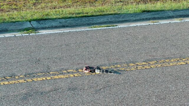 roadkill dead gator on asphalt road double yellow line as car passes by