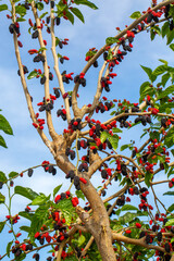 Ripe and Unripe Organic Black Mulberries (Morus nigra) Growing on a Tree Branch © Esin Deniz