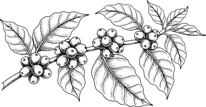 Vintage hand drawn coffee plant branch featuring berries leaves and botanical engraving artwork