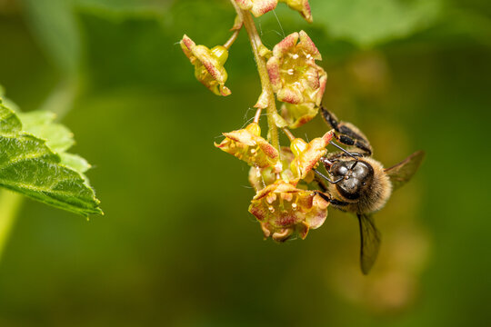 Hairy footed flower bee Anthophora plumipes feeds on red currant blossom