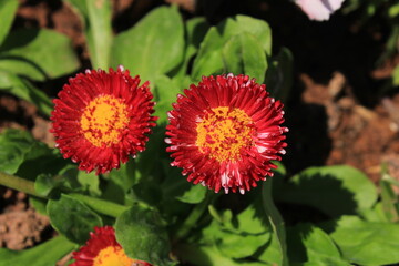 Bellis Perennis © Ikra G