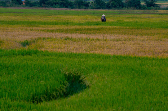 Rice paddies in the highlands of Vietnam, ripening rice fields in the early morning mist, colorful rice fields, rice grown in Lam Dong, Vietnam. A picture full of color, unique Vietnamese scenery.