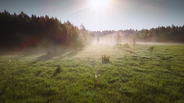 Sunlit Grassland with Forest in Morning Mist