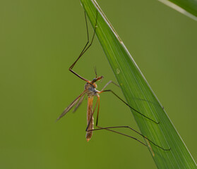 Naklejka premium Crane fly Tipula perched on a green grass leaf in the wild