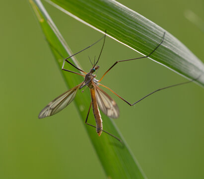 Crane fly Tipula perched on a green grass leaf in the wild