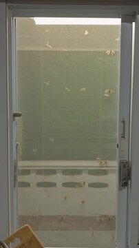 Vertical video. Wide Interior View of Flying Termites Swarming Around Illuminated Mosquito Screen Window at Night, Tropical Insect Infestation Inside Home