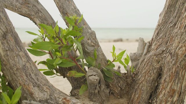 Close-up of beach tree with green leaves