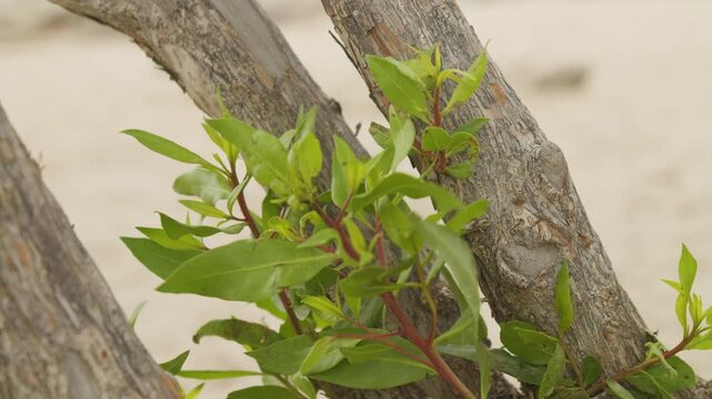 Close-up of green leaves on beachside tree