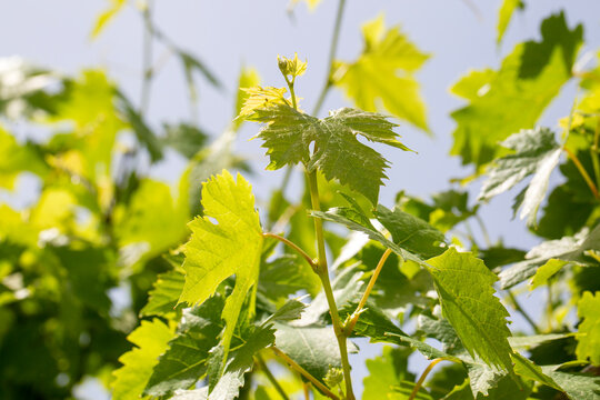 Fresh Green Grapevine Leaves and Shoots Blooming Under Sunlight in a Vineyard