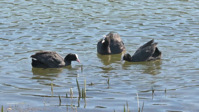 Coots (Fulica atra) displaying aggressive behaviour during the mating season. May, Kent, UK. [Half speed]