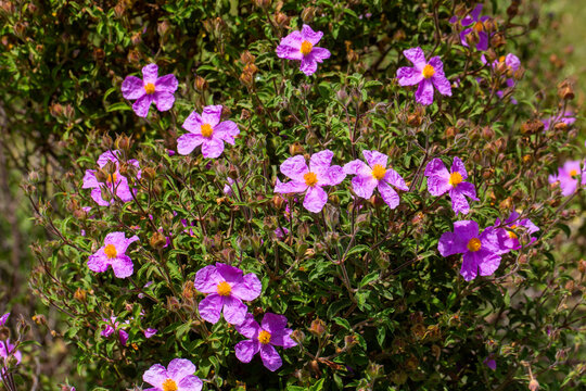 Vibrant Pink Pink Rockrose (Cistus creticus) Flowers Blooming on a Wild Shrub