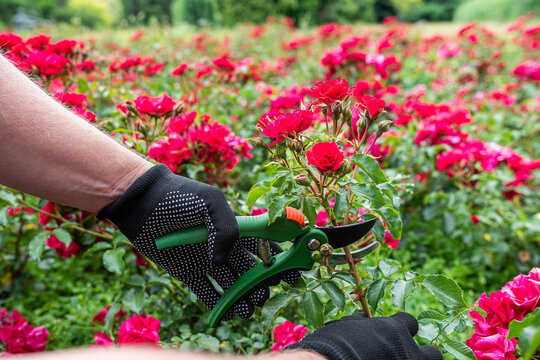 Gardener pruning red rose bush with green secateurs in a summer garden wearing black gloves