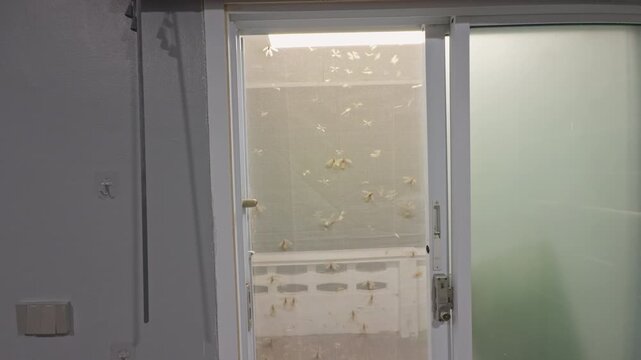 Wide Interior View of Flying Termites Swarming Around Illuminated Mosquito Screen Window at Night, Tropical Insect Infestation Near Home Balcony