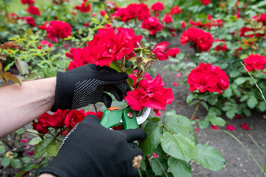Gardener hands holding bright red and pink roses in full bloom, floral beauty and nature garden care
